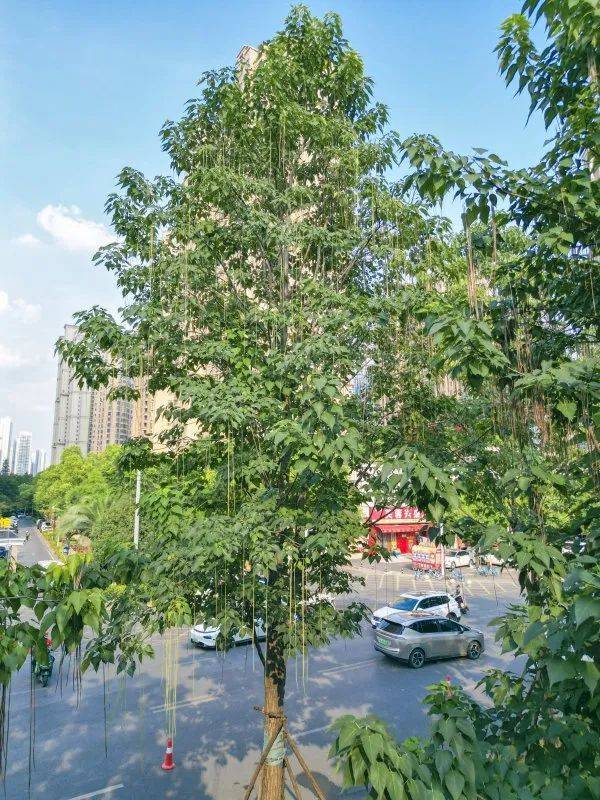 武汉这条路上大量出现，长达1米！到底是啥？