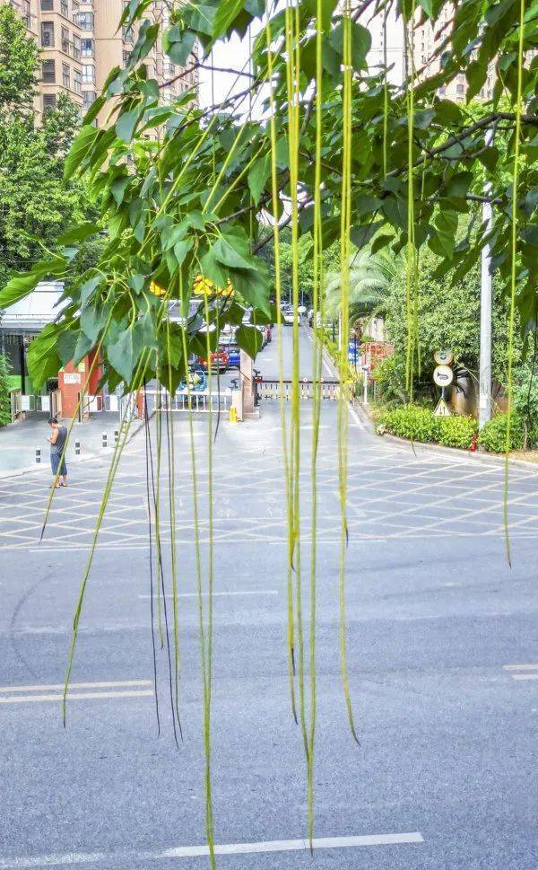 武汉这条路上大量出现，长达1米！到底是啥？