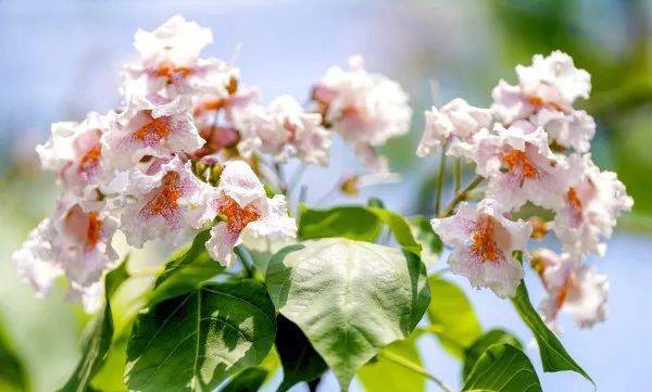 武汉这条路上大量出现，长达1米！到底是啥？