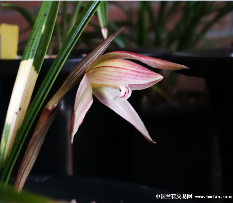 币虎网怎么交易(币虎交易所怎么样)